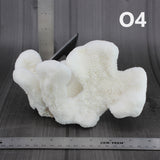 Catspaw Coral 5-7"