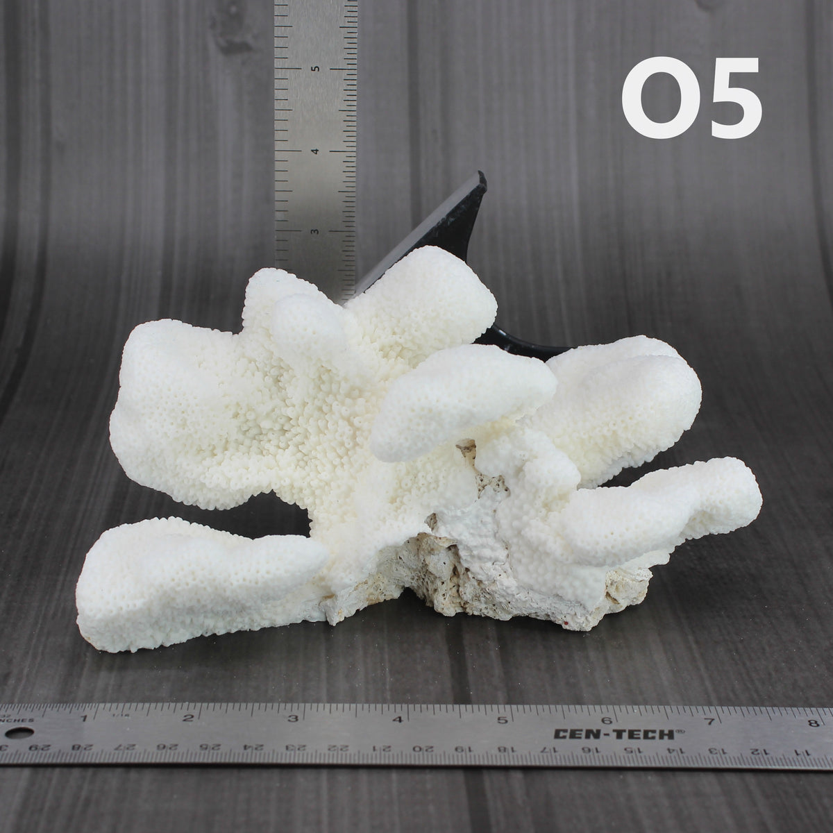 Catspaw Coral 5-7"