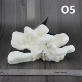 Catspaw Coral 5-7"