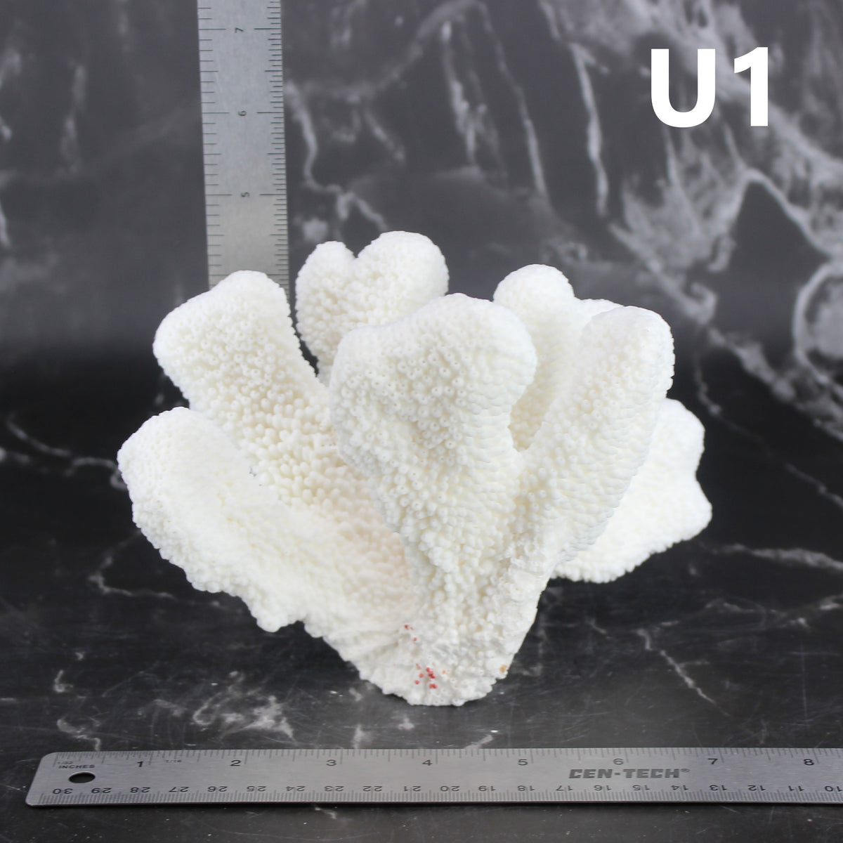 Catspaw Coral 5-7"