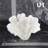 Catspaw Coral 5-7"