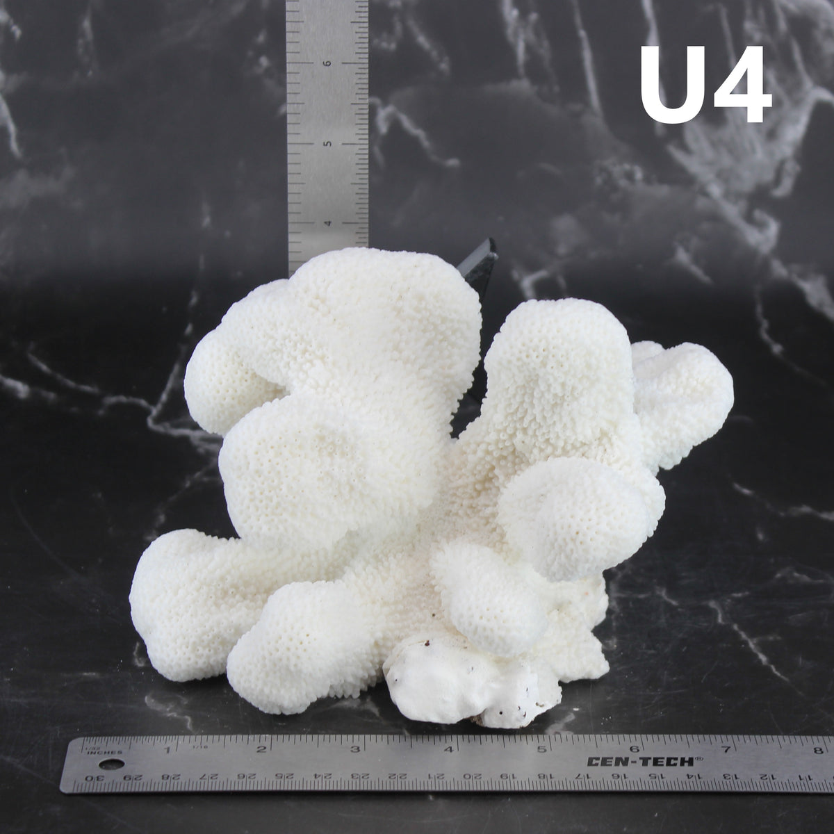 Catspaw Coral 5-7"
