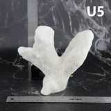 Catspaw Coral 5-7"