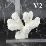 Catspaw Coral 5-7"