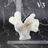 Catspaw Coral 5-7"