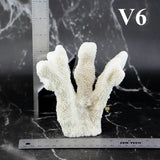 Catspaw Coral 5-7"