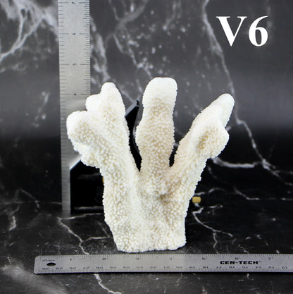 Catspaw Coral 5-7"