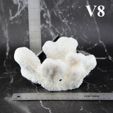 Catspaw Coral 5-7"