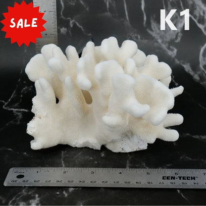 Elkhorn Coral 5-7"