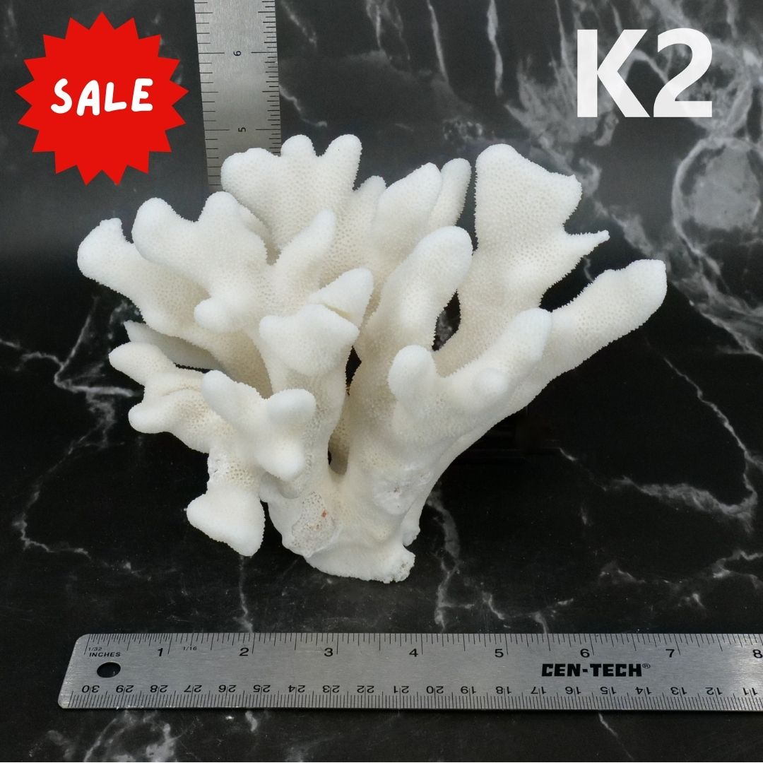 Elkhorn Coral 5-7"