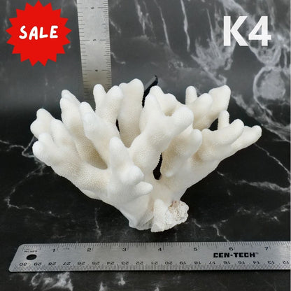 Elkhorn Coral 5-7"