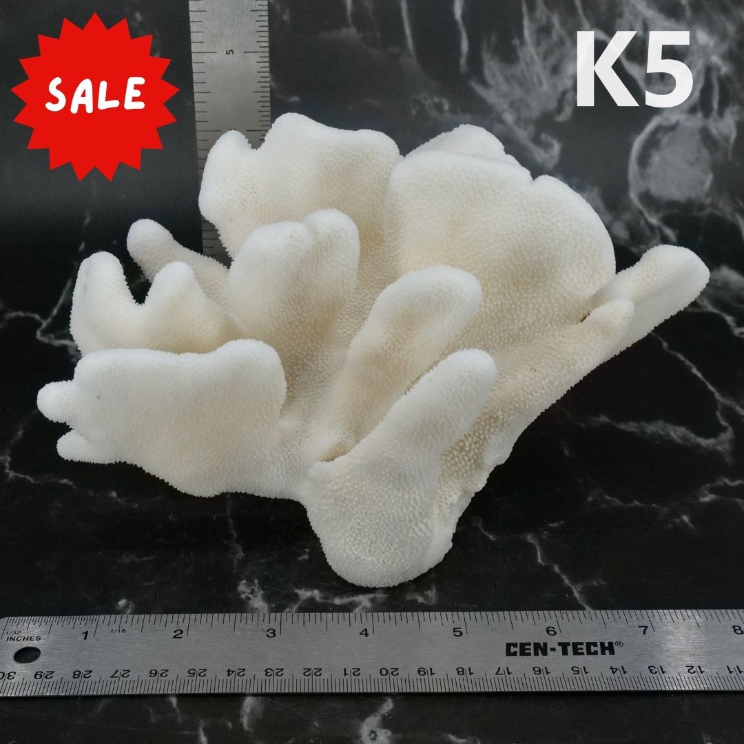 Elkhorn Coral 5-7"