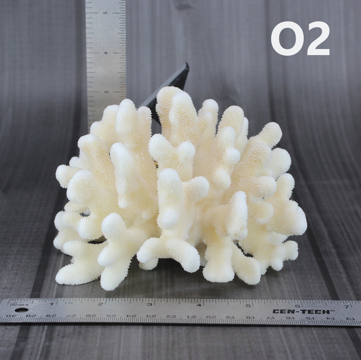 Elkhorn Coral 5-7"