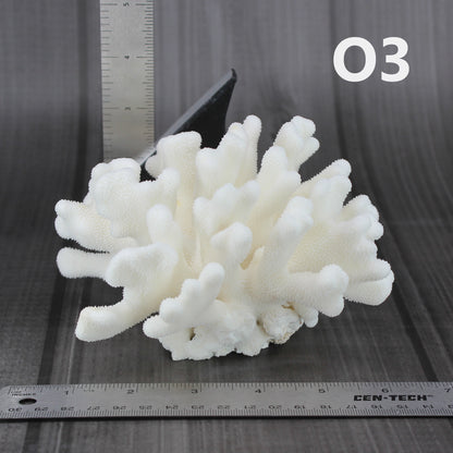 Elkhorn Coral 5-7"