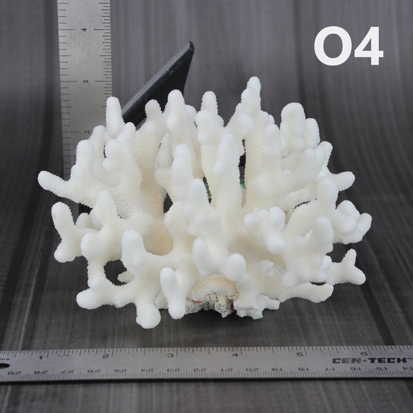 Elkhorn Coral 5-7"