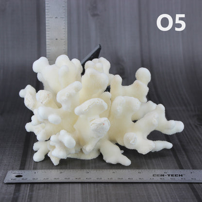 Elkhorn Coral 5-7"