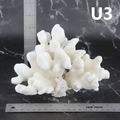 Elkhorn Coral 5-7"