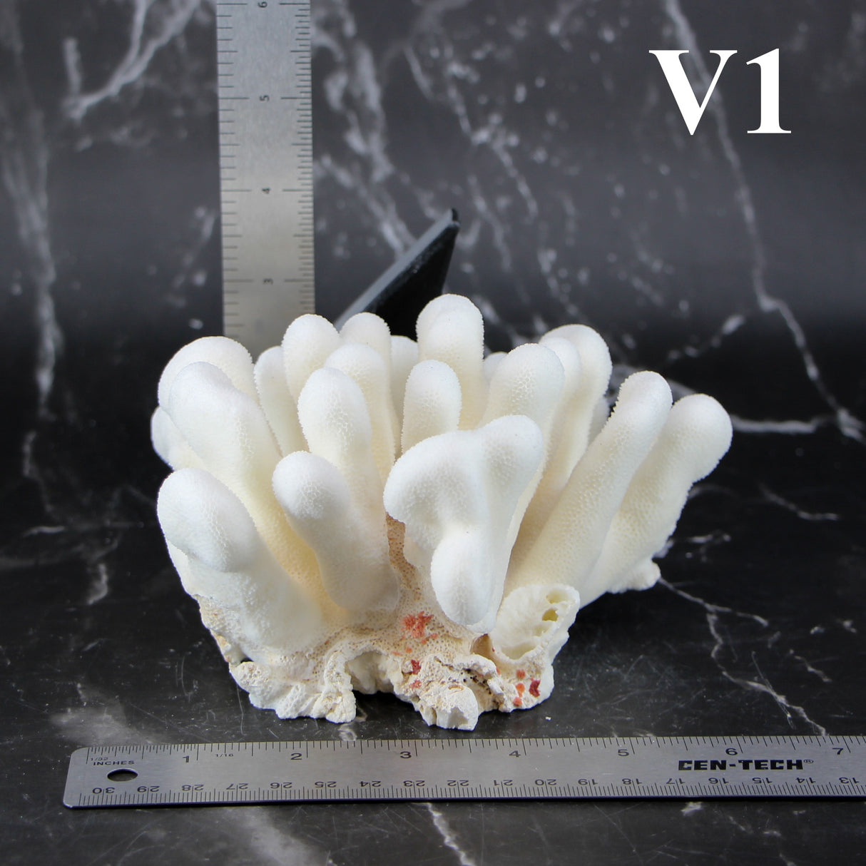 Elkhorn Coral 5-7"