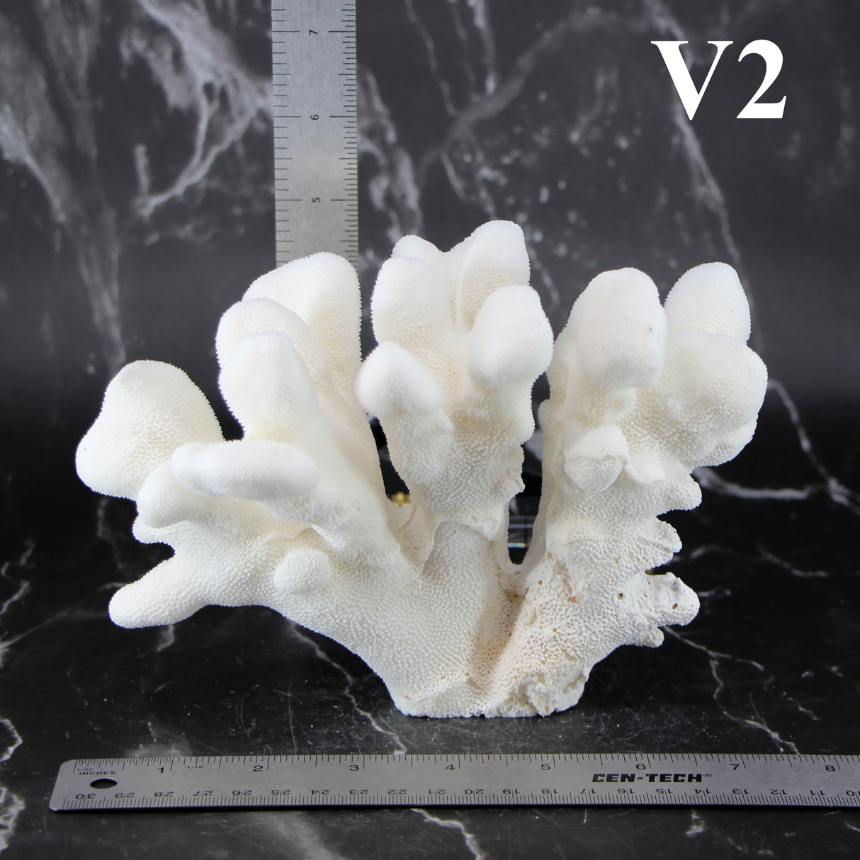 Elkhorn Coral 5-7"