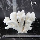 Elkhorn Coral 5-7"