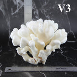 Elkhorn Coral 5-7"