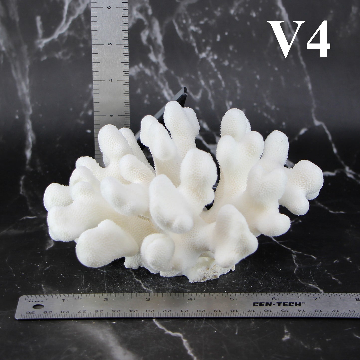 Elkhorn Coral 5-7"