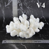 Elkhorn Coral 5-7"