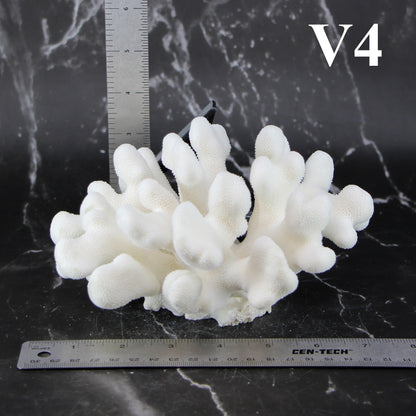 Elkhorn Coral 5-7"