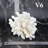 Elkhorn Coral 5-7"