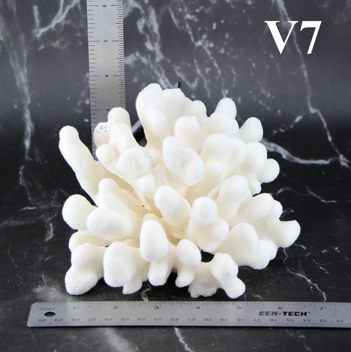 Elkhorn Coral 5-7"