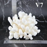 Elkhorn Coral 5-7"