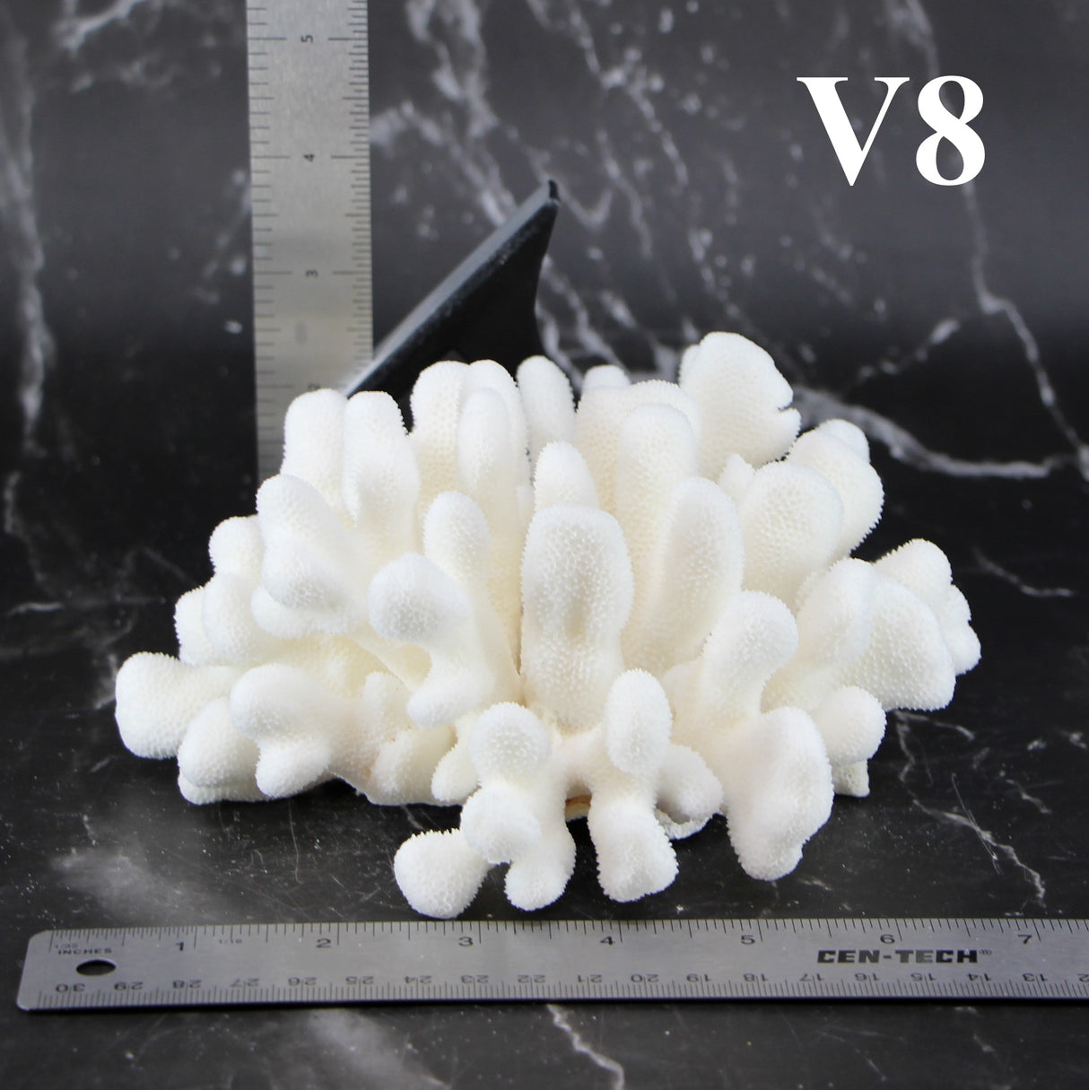 Elkhorn Coral 5-7"