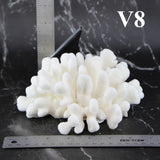 Elkhorn Coral 5-7"