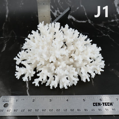 Lace Coral 5-7"