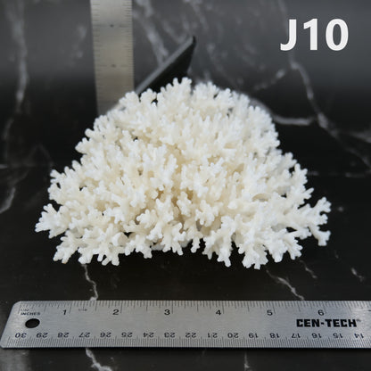 Lace Coral 5-7"