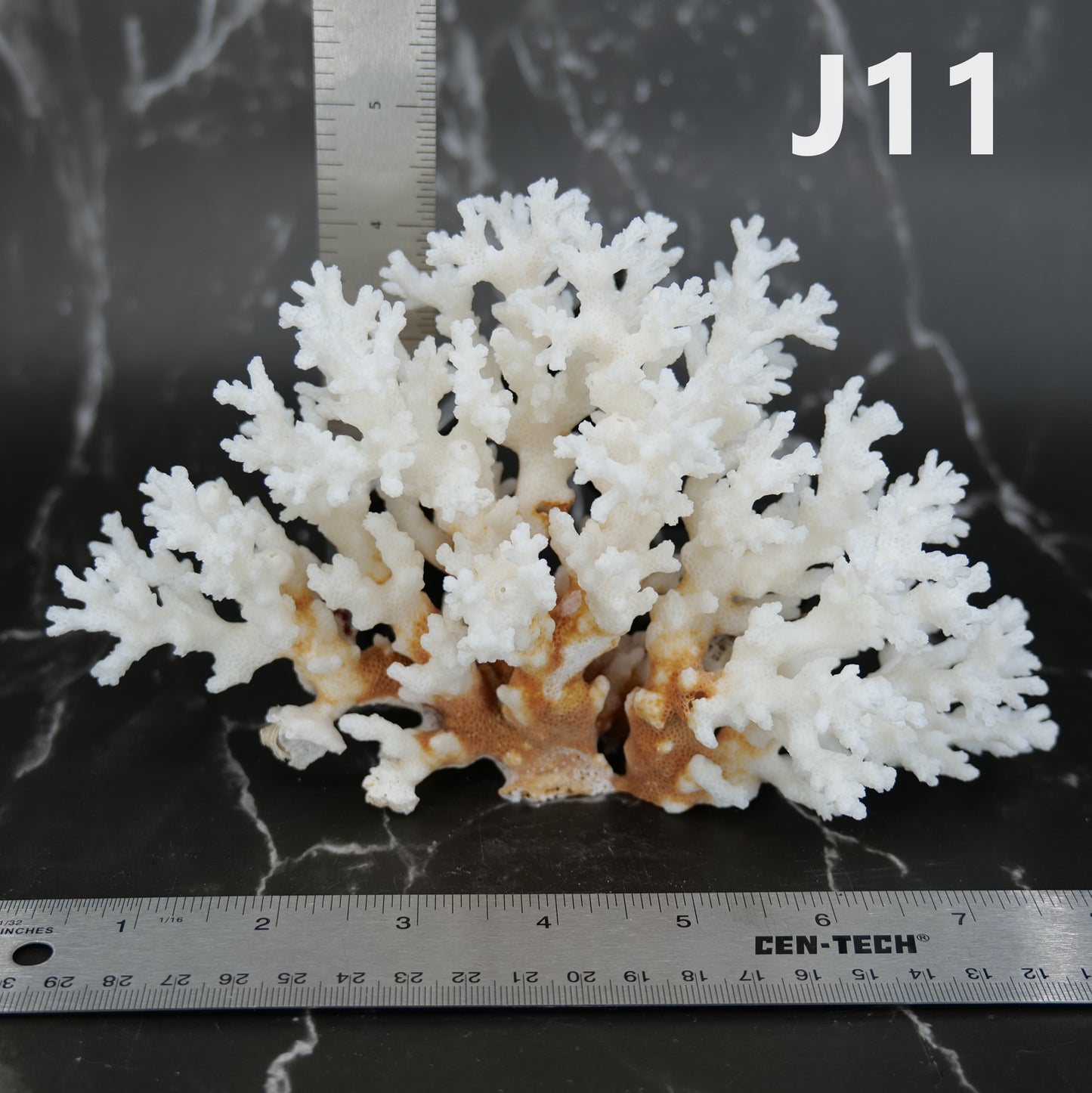 Lace Coral 5-7"