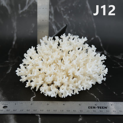 Lace Coral 5-7"