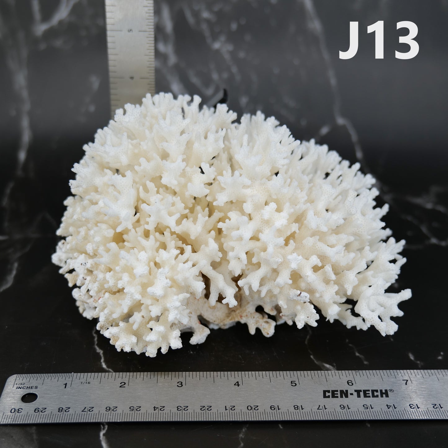 Lace Coral 5-7"