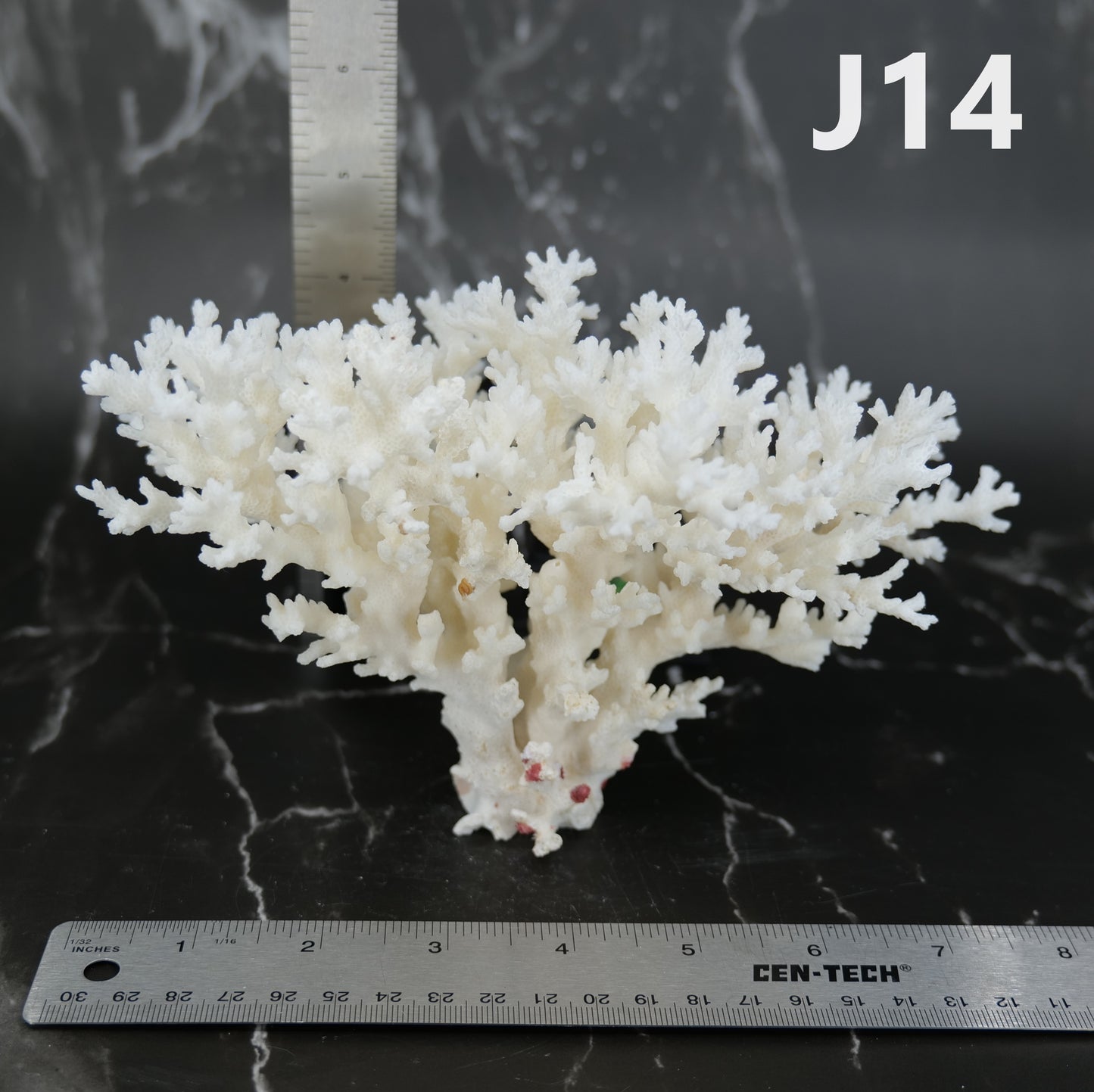 Lace Coral 5-7"