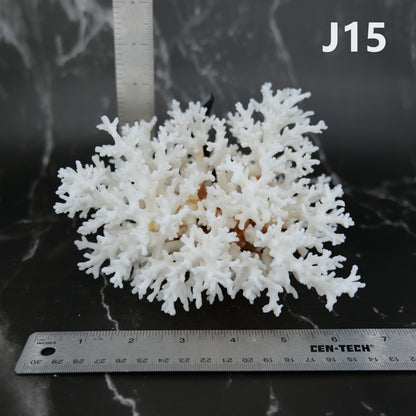 Lace Coral 5-7"