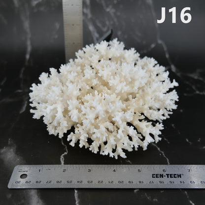 Lace Coral 5-7"