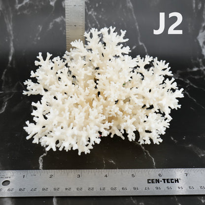 Lace Coral 5-7"