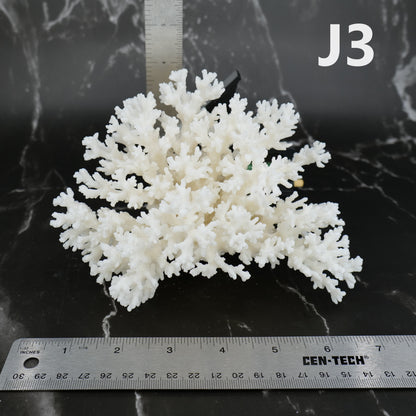 Lace Coral 5-7"