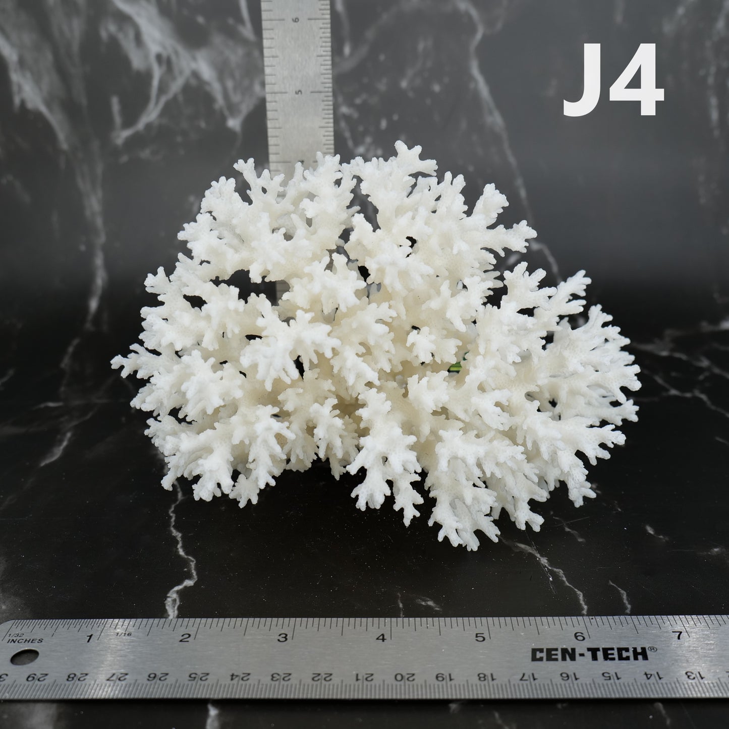 Lace Coral 5-7"