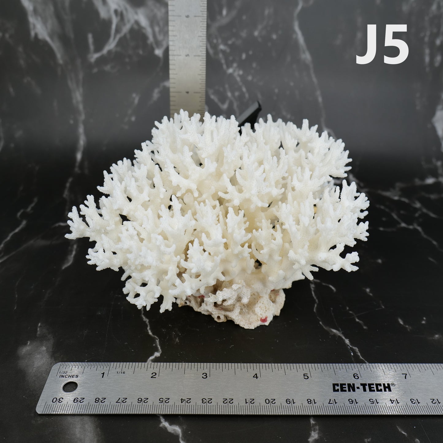 Lace Coral 5-7"