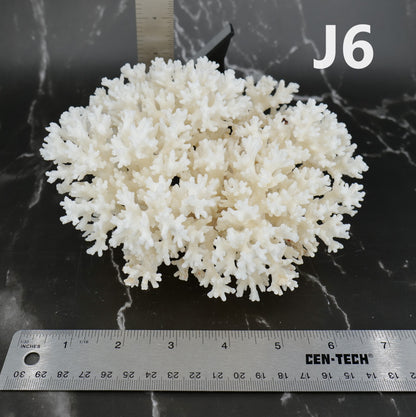 Lace Coral 5-7"