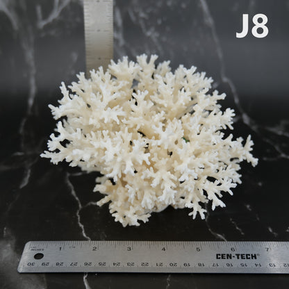 Lace Coral 5-7"