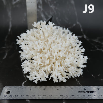 Lace Coral 5-7"