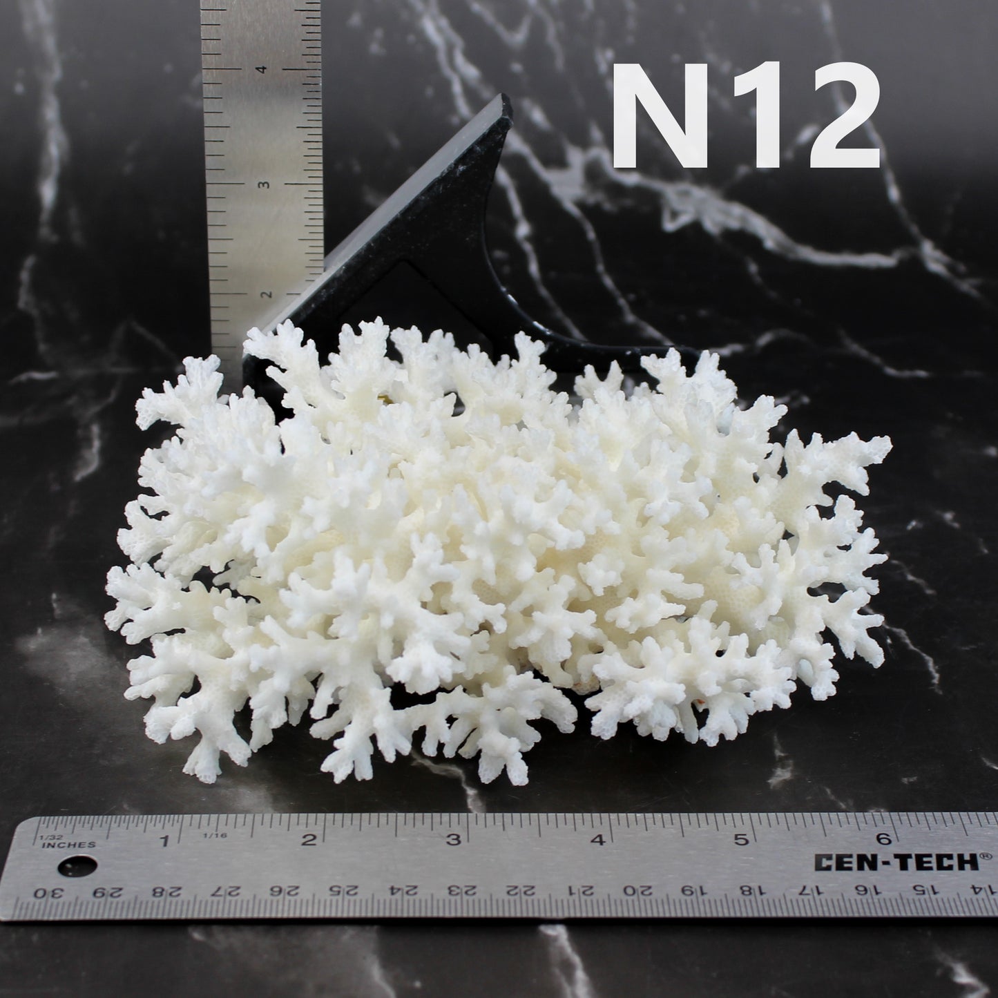 Lace Coral 5-7"