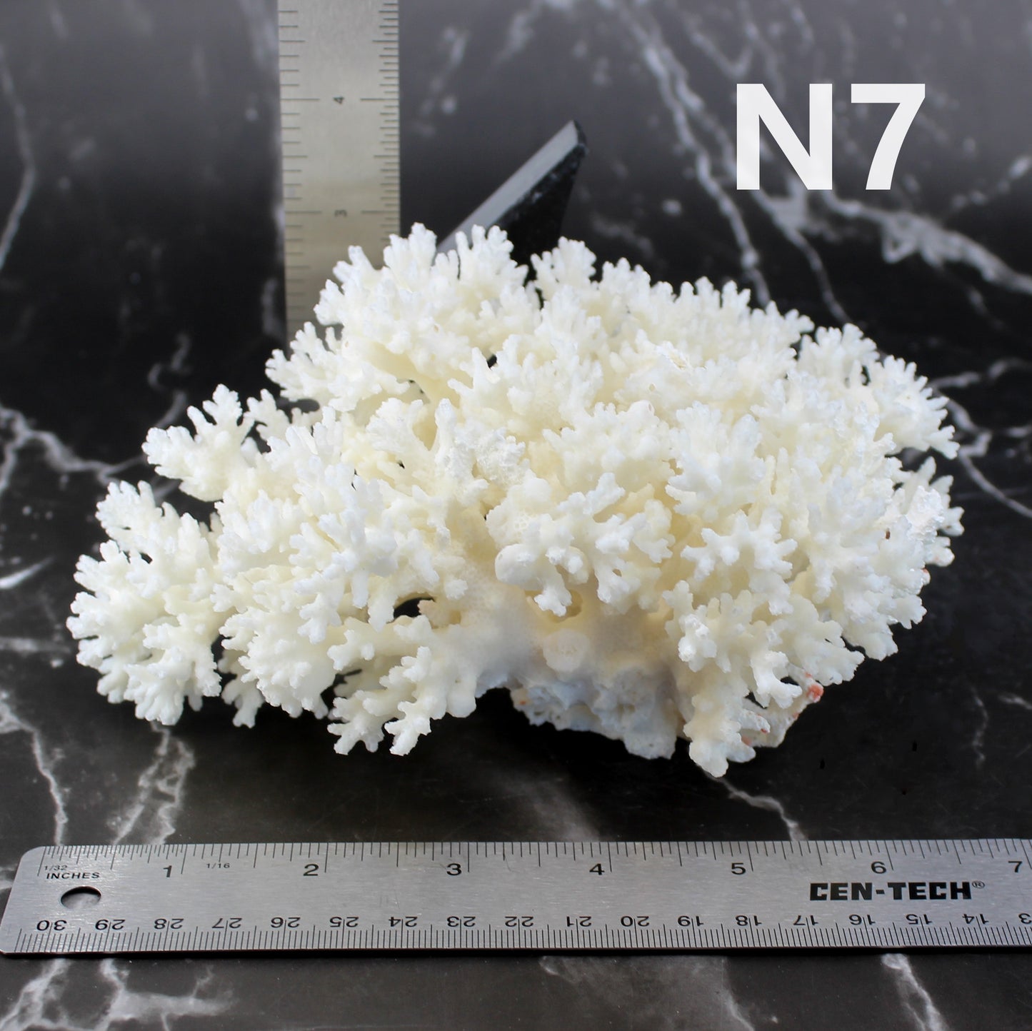 Lace Coral 5-7"